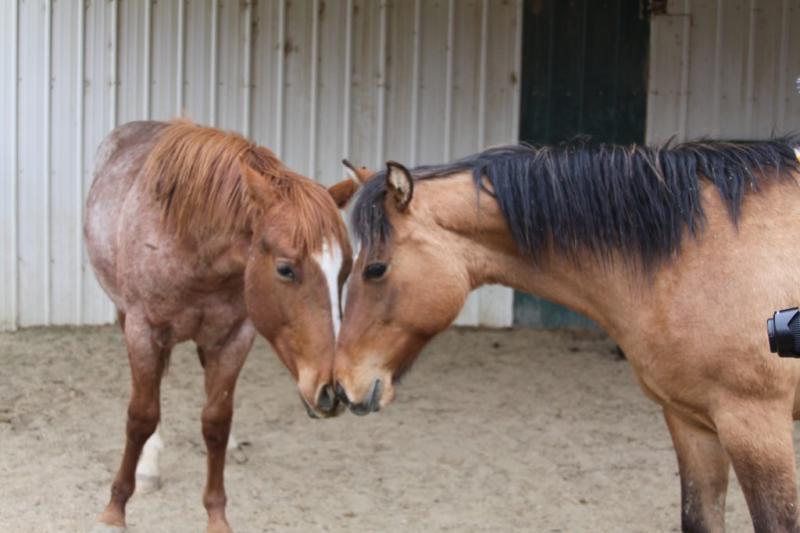 Horse Rescue Idaho dba Idaho Horse Rescue Reviews and Ratings Meridian, ID Donate, Volunteer
