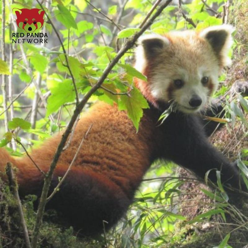 Red Panda Network Reviews and Ratings Eugene, OR Donate, Volunteer, Review GreatNonprofits