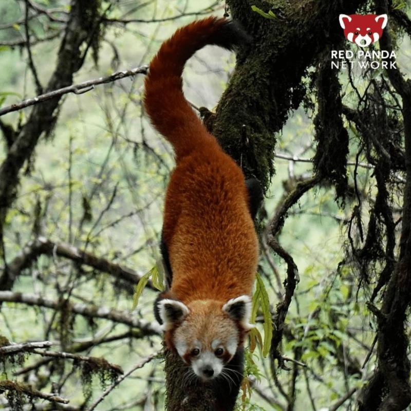 Red Panda Network Reviews and Ratings Eugene, OR Donate, Volunteer, Review GreatNonprofits