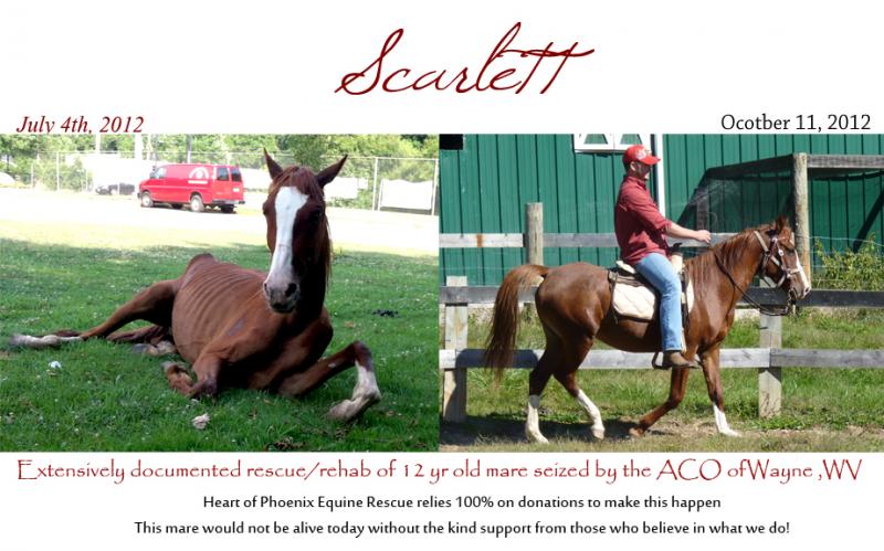 Heart Of Phoenix Equine Rescue Inc Reviews And Ratings Shoals WV 