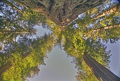 Search Box Image