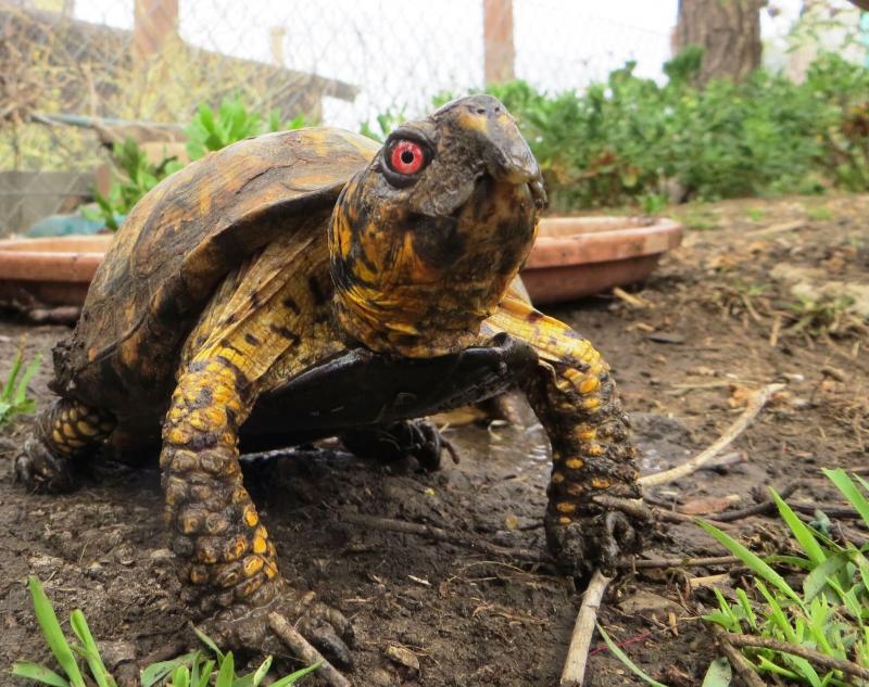 American Tortoise Rescue Reviews and Ratings Malibu, CA Donate