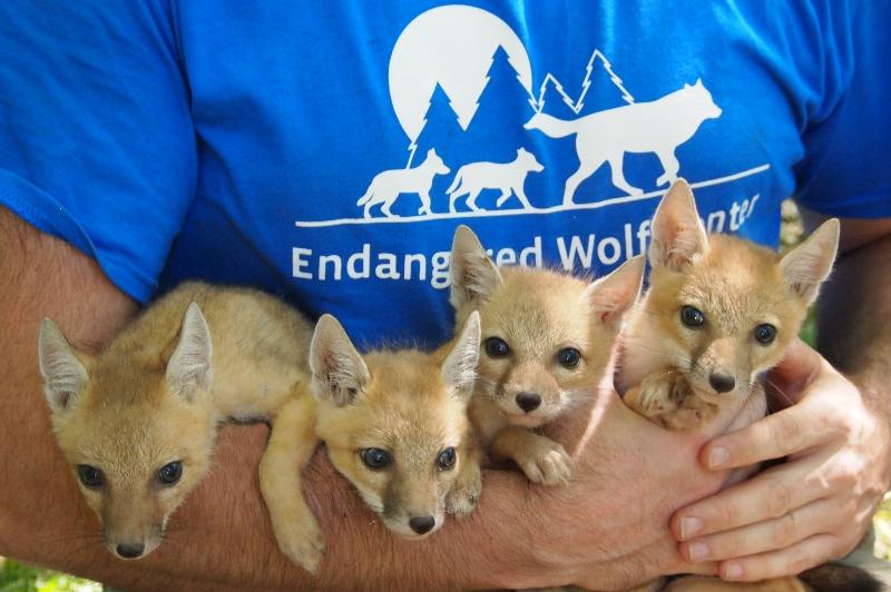 Endangered Wolf Center Reviews and Ratings Eureka, MO Donate, Volunteer, Review