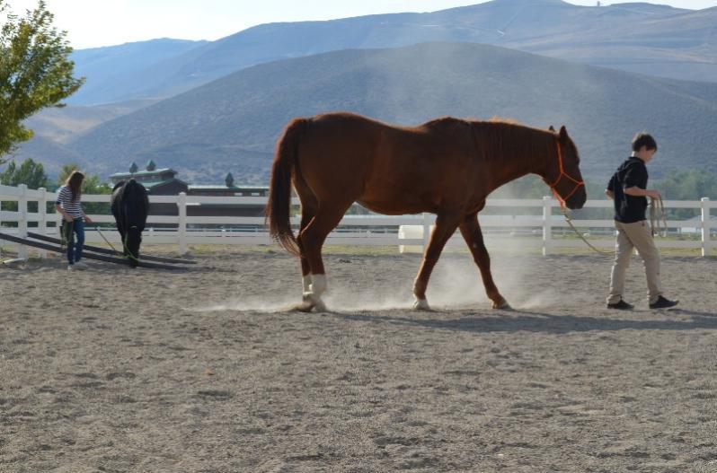 LEAD with Horses Reviews and Ratings Reno, NV Donate, Volunteer