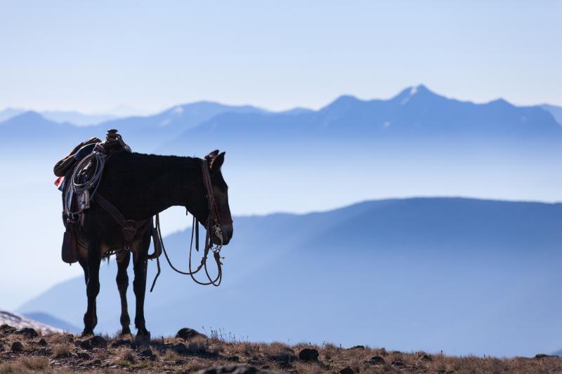 Heroes and Horses Reviews and Ratings Belgrade, MT Donate