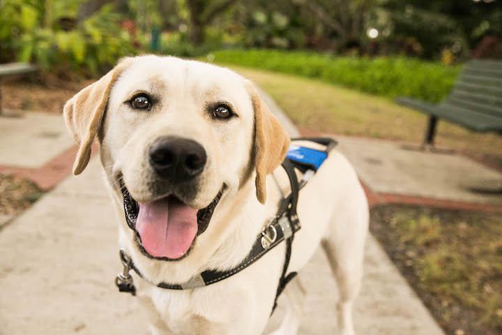 southeastern guide dogs southeastern guide dogs inc nonprofit in palmetto fl volunteer read reviews southeastern guide dogs southeastern guide dogs inc nonprofit in palmetto fl volunteer read reviews