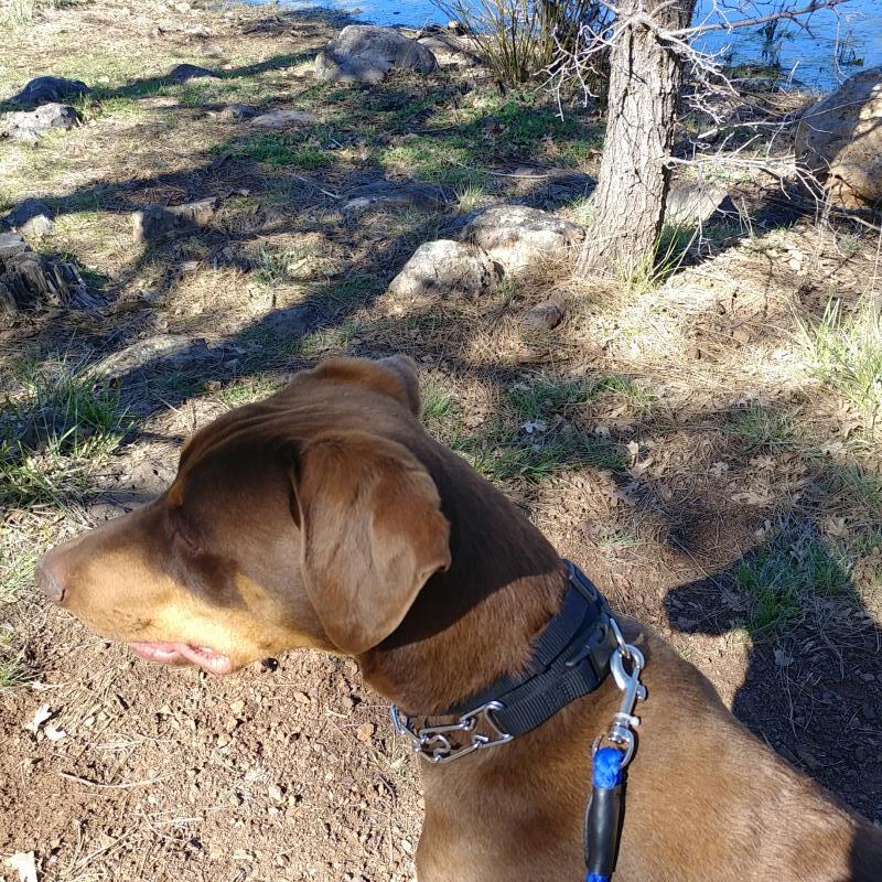 Pet Allies Inc Reviews and Ratings Show Low, AZ Donate, Volunteer