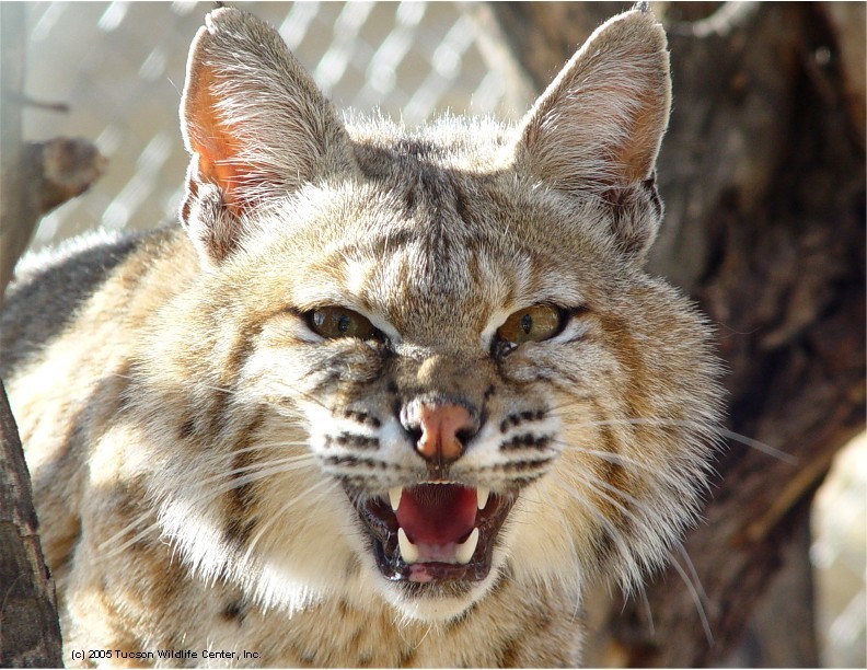 Tucson Wildlife Center Reviews and Ratings | Tucson, AZ | Donate