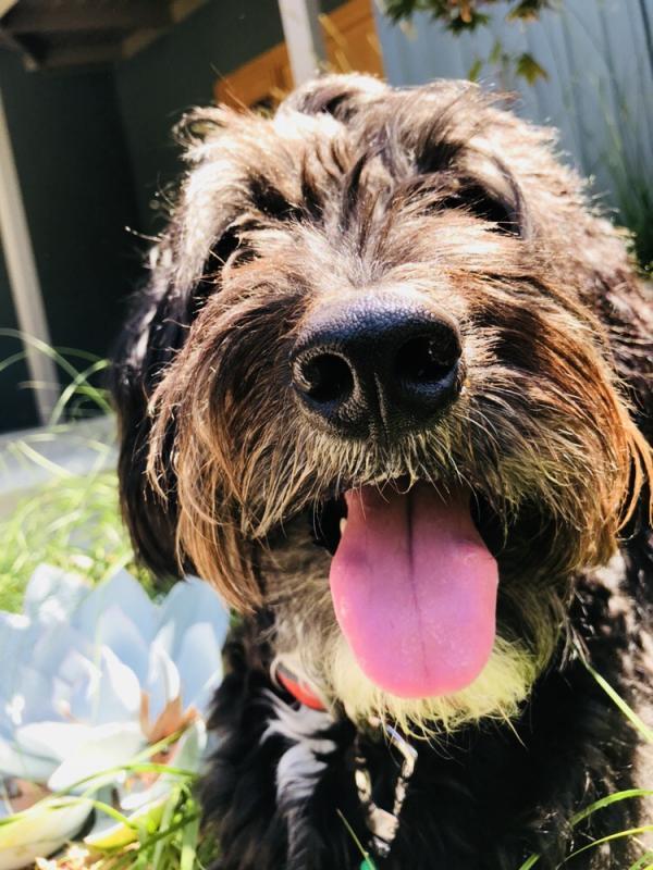 Marley's Mutts Dog Rescue Reviews and Ratings Tehachapi, CA Donate, Volunteer, Review