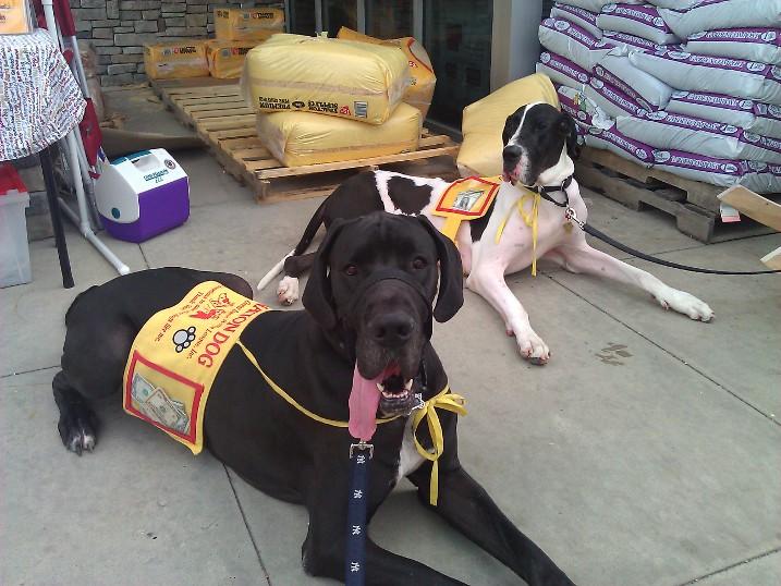 MIDATLANTIC GREAT DANE RESCUE LEAGUE INC Reviews and Ratings Hanover