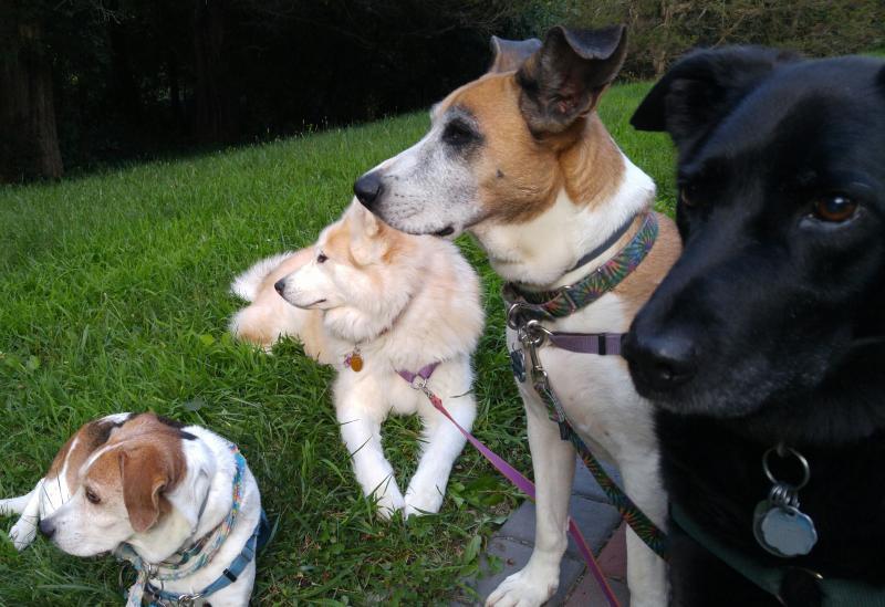 Ulster County SPCA Reviews and Ratings Kingston, NY Donate