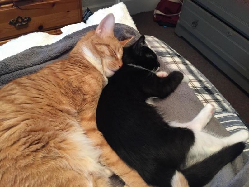 Second Chance Animal Services Inc FKA Second Chance Animal Shelter Inc