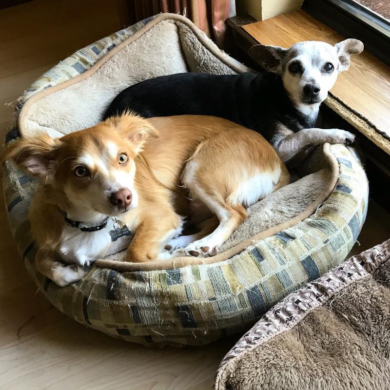 Lost Paws Rescue of Texas Reviews and Ratings Carrollton, TX Donate