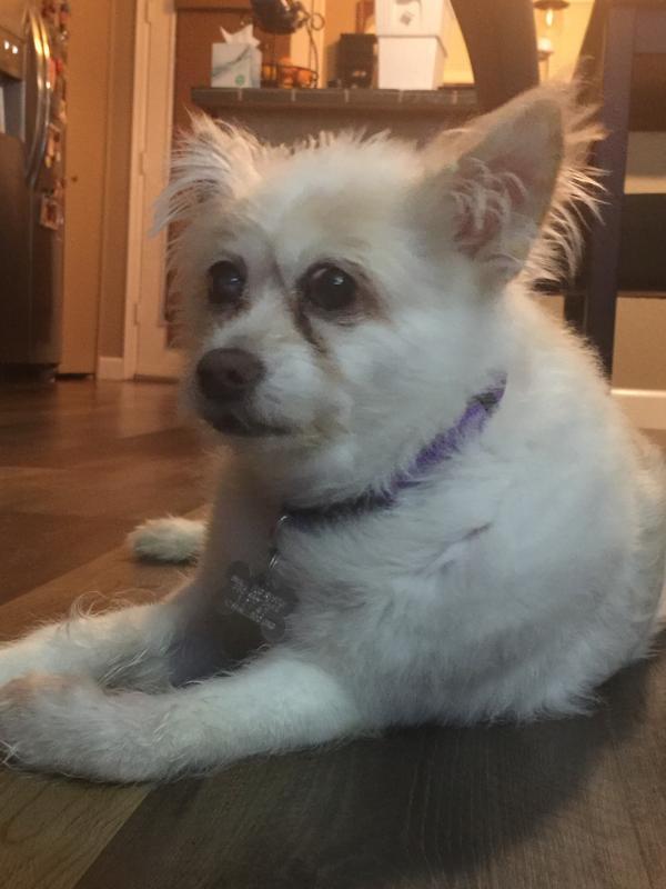 Arizona Small Dog Rescue Reviews and Ratings Phoenix, AZ Donate