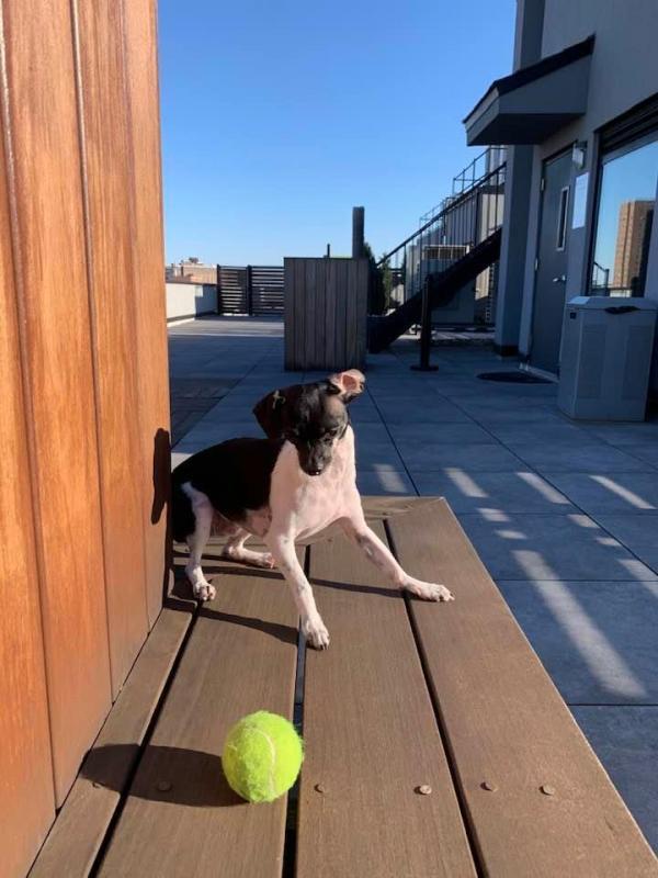 Friends With Four Paws Foundation Of The Chickasha Animal Welfare Di