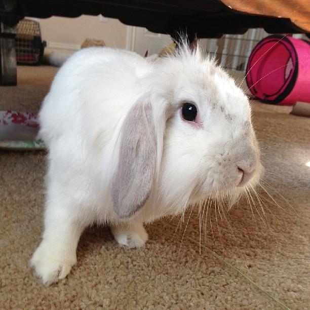Bunny Buddies Inc Reviews and Ratings Houston, TX Donate, Volunteer