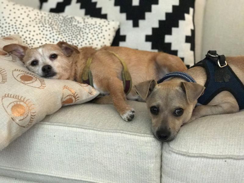 Lucky Dog Animal Rescue Reviews and Ratings Arlington, VA Donate