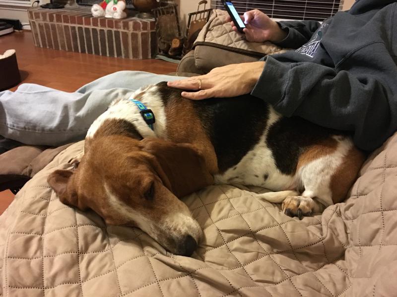 North Texas Basset Hound Rescue Reviews and Ratings Grapevine, TX Donate, Volunteer, Review