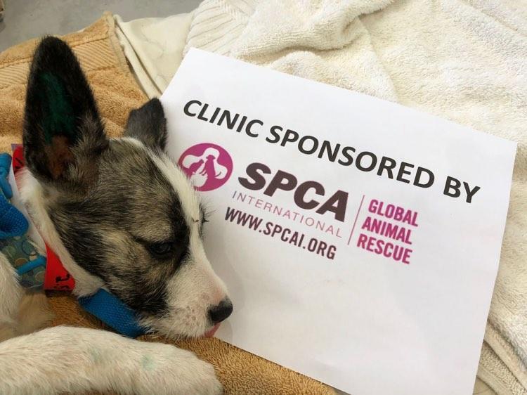SPCA International Reviews and Ratings New York, NY Donate