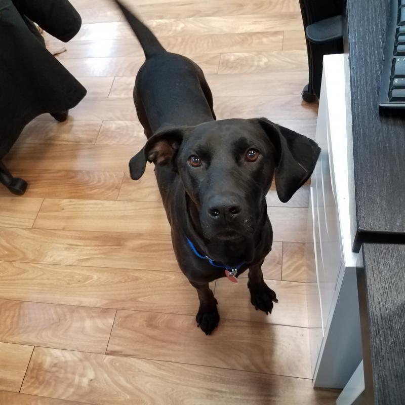 Muddy Paws Rescue Reviews and Ratings New York, NY Donate, Volunteer, Review GreatNonprofits