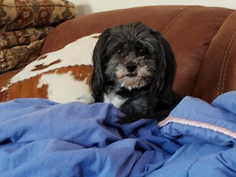 Lap Dog Rescue of New Mexico Reviews and Ratings Tijeras, NM Donate