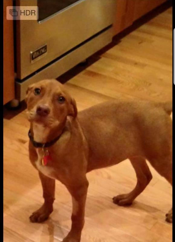 Animal Shelter Inc aka Sterling Shelter Reviews and Ratings Sterling