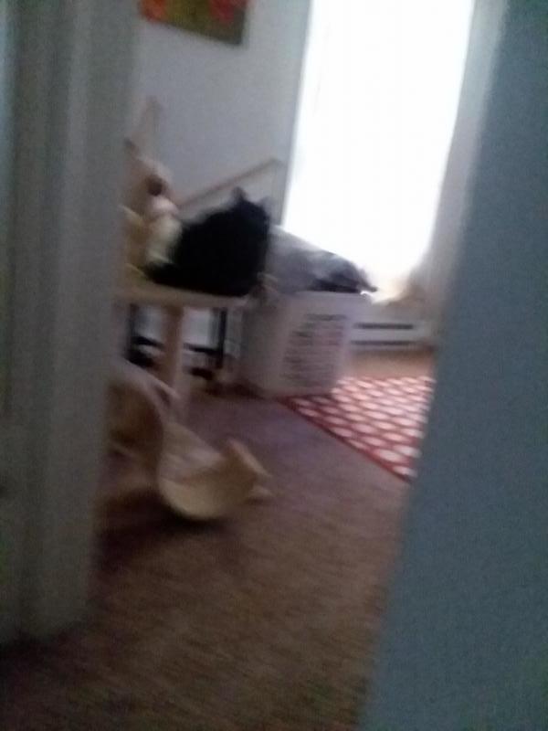 26 Twin Cities Pet Rescue Images