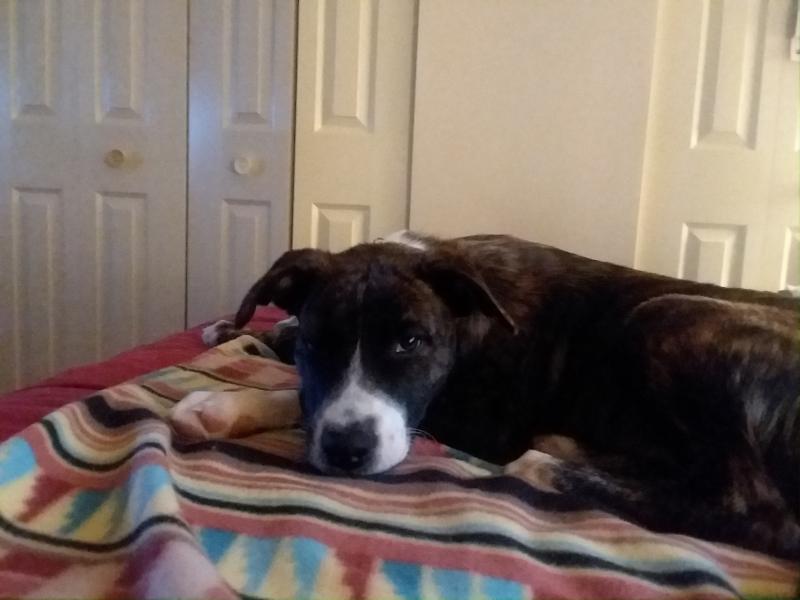 Animal Shelter Inc aka Sterling Shelter Reviews and Ratings Sterling