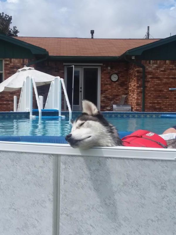 Husky Haven Of Florida Inc Reviews and Ratings | WINTER SPRINGS, FL