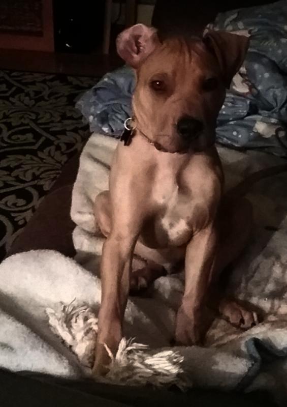 Animal Shelter Inc aka Sterling Shelter Reviews and Ratings Sterling