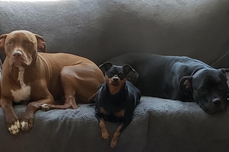 Working Dogs For Vets Reviews and Ratings Lawrenceburg, TN Donate