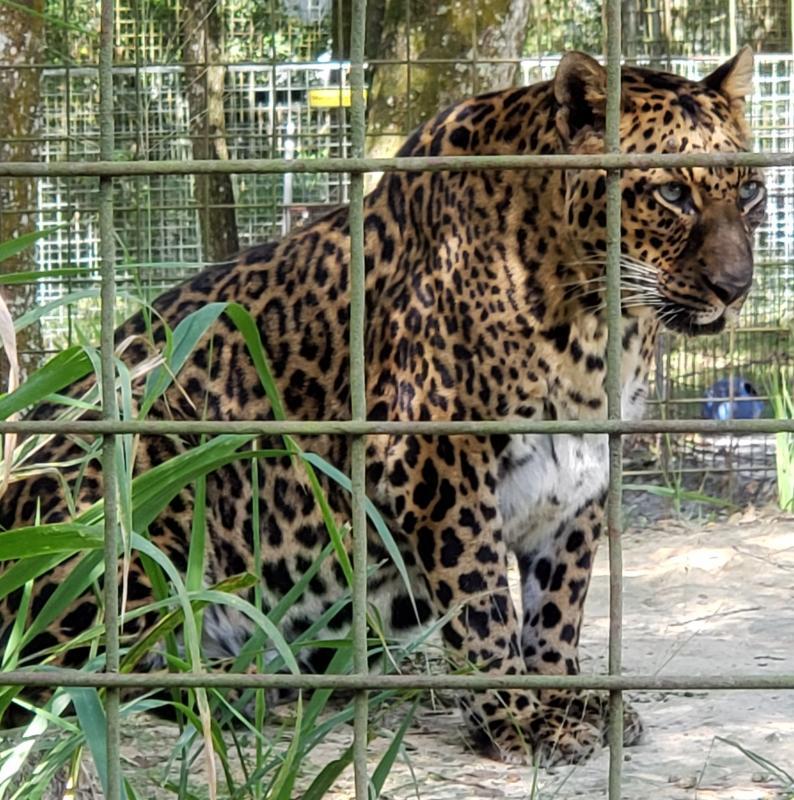 Big Cat Rescue, Corp. Reviews and Ratings Tampa, FL Donate, Volunteer, Review GreatNonprofits