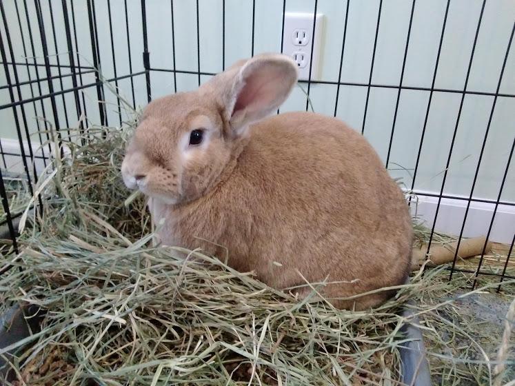 Long Island Rabbit Rescue Group Reviews and Ratings , NY Donate