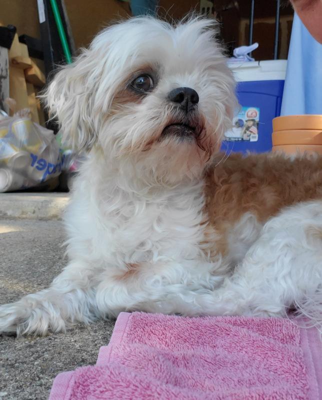 Pet Assistance, Inc. Reviews and Ratings | New Preston, CT | Donate ...