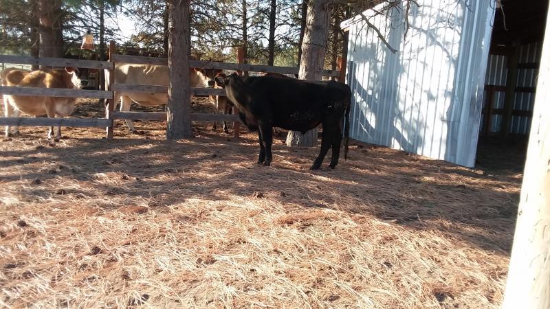 Welcome to River's Wish Animal Sanctuary - Home