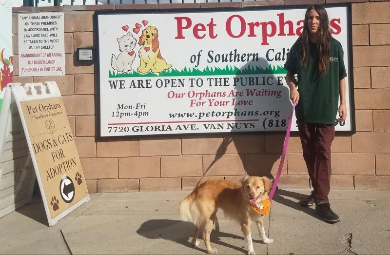 Pet Orphans Of Southern California Reviews and Ratings Van Nuys, CA