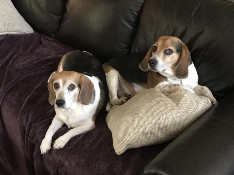 Where To Donate Toys Brooklyn