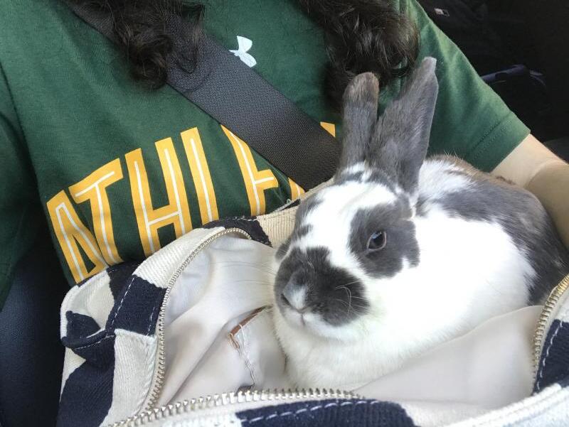 House Rabbit Society Reviews and Ratings Richmond, CA Donate