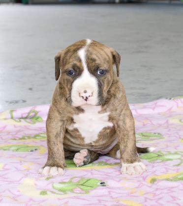 fresno bully rescue fresno ca