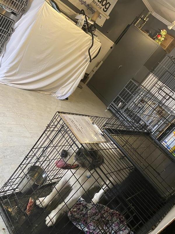 Big Fluffy Dog Rescue Reviews and Ratings La Vergne, TN