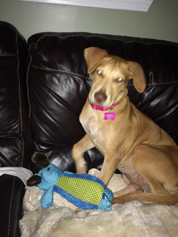 Animal Shelter Inc aka Sterling Shelter Reviews and Ratings Sterling