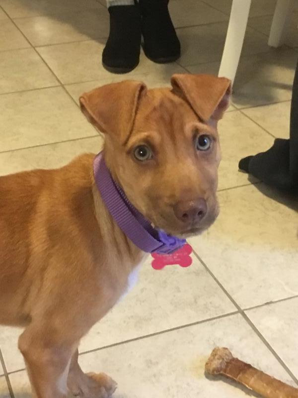 Animal Shelter Inc aka Sterling Shelter Reviews and Ratings Sterling