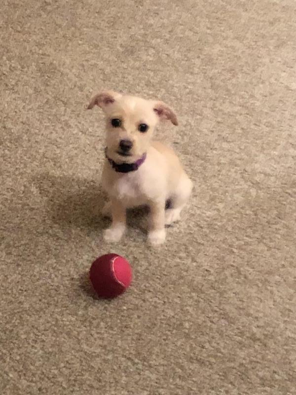 4 Paws 4 Life Rescue Reviews and Ratings Aurora, CO Donate