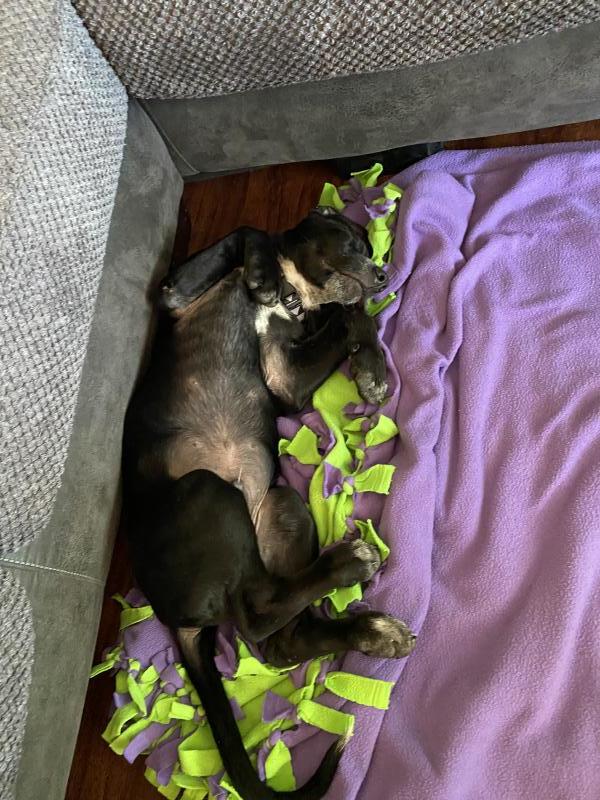 good karma pet rescue volunteer website