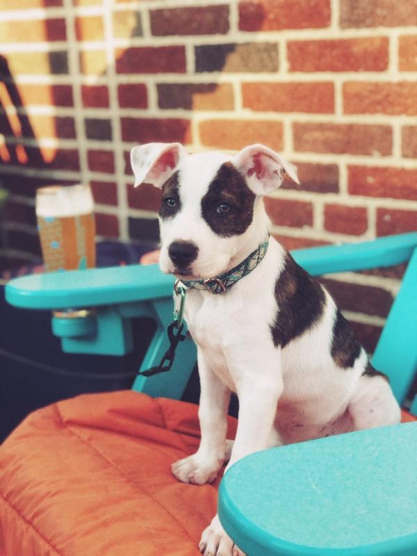 Second Chance Animal Services Inc FKA Second Chance Animal Shelter Inc