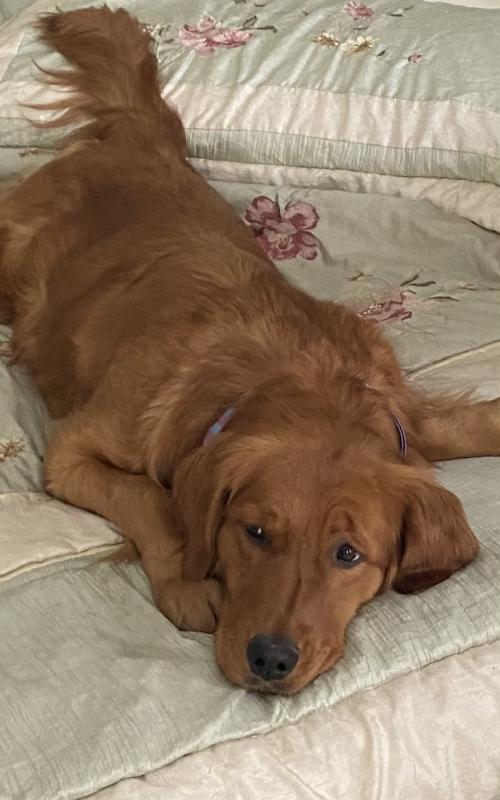 Goldens Without Borders Inc Reviews and Ratings Las Vegas, NV