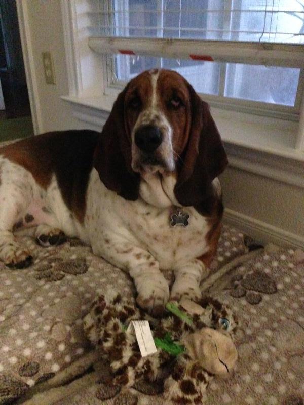 North Texas Basset Hound Rescue Reviews and Ratings Grapevine, TX Donate, Volunteer, Review