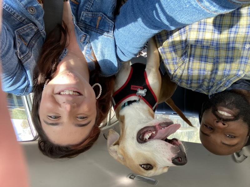 Arizona Small Dog Rescue Reviews and Ratings Phoenix, AZ Donate