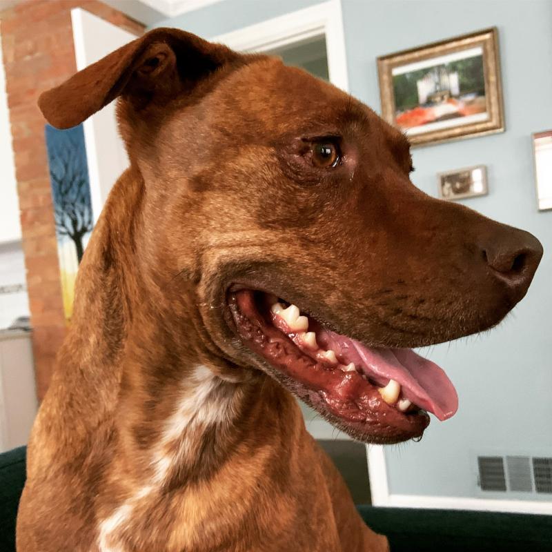 baldwin county animal shelter fairhope al