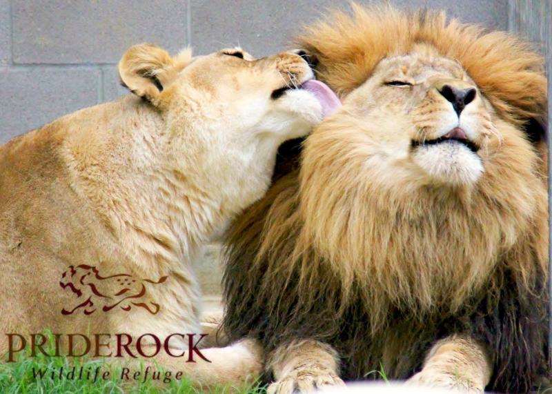 PrideRock Wildlife Refuge Reviews and Ratings Terrell, TX Donate